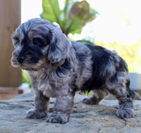 Cavapoo