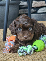  Cavapoo