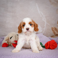 Cavapoo