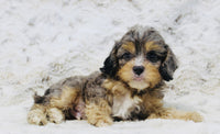 Cavapoo