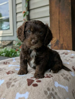 Cavapoo