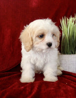 Cavapoo