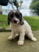 Cavapoo