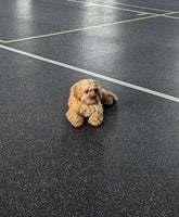 Cavapoo