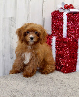 Cavapoo