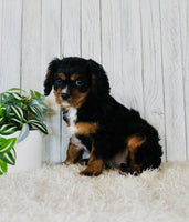 Cavapoo