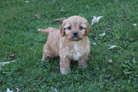 Cavapoo