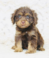 Cavapoo