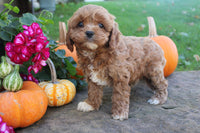 Cavapoo