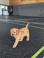 Cavapoo