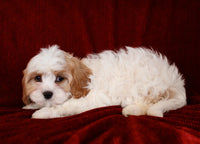 Cavapoo