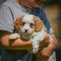 Cavapoo