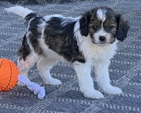 Cavapoo
