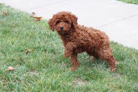 Cavapoo