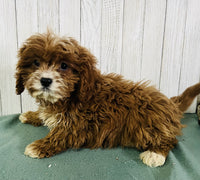 Cavapoo