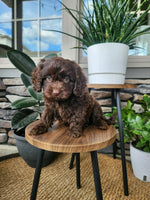 Cavapoo