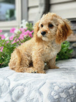 Cavapoo