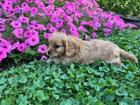 Cavapoo