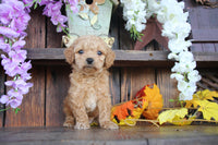 Cavapoo