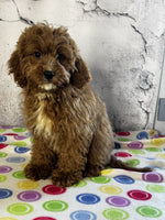 Cavapoo