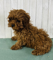 Cavapoo