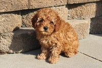 Cavapoo