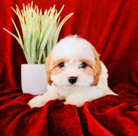 Cavapoo