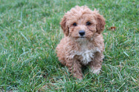 Cavapoo