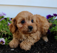 Cavapoo