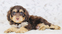 Cavapoo