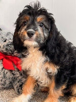 Cavapoo