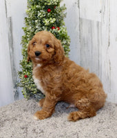  Cavapoo