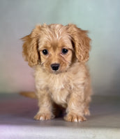  Cavapoo 