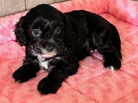 Cavapoo