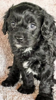 Cavapoo