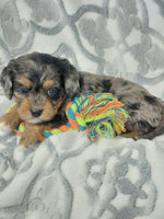 Cavapoo