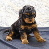 Cavapoo