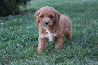 Cavapoo