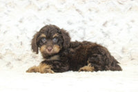 Cavapoo