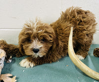 Cavapoo