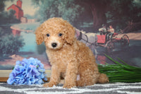 Cavapoo