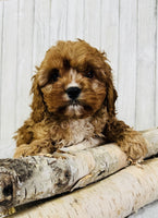 Cavapoo