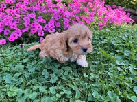 Cavapoo