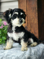 Cavapoo