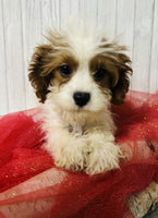 Cavapoo