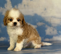 Cavapoo