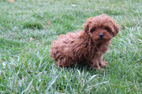 Cavapoo