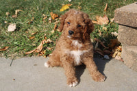 Cavapoo