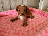 Cavapoo
