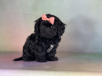  Cavapoo 